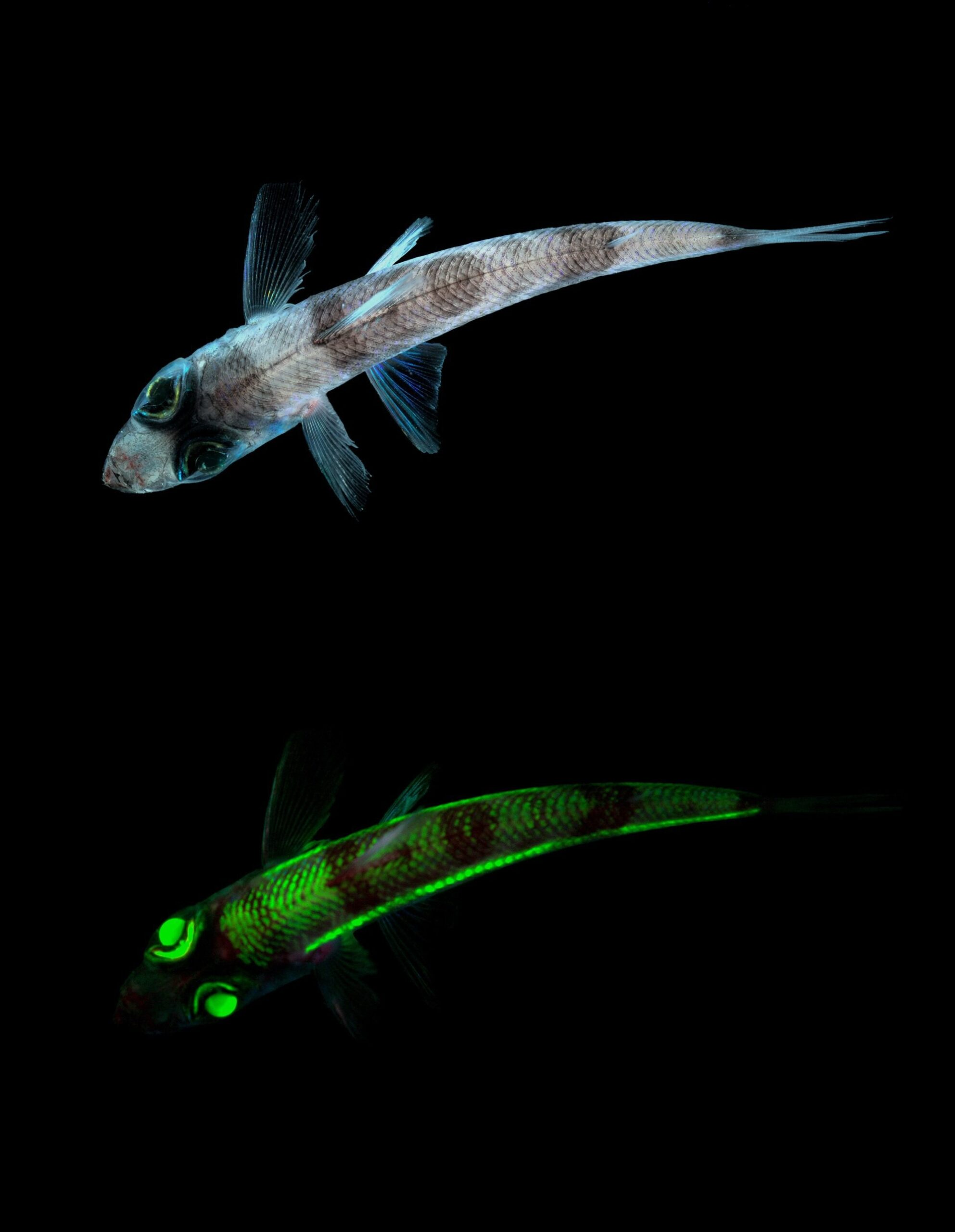 Chlorophthalmus agassizi znany jako zielonook, ryba zdolna do fluorescencji, głębinowa, zdolna widzieć w ciemnym środowisku