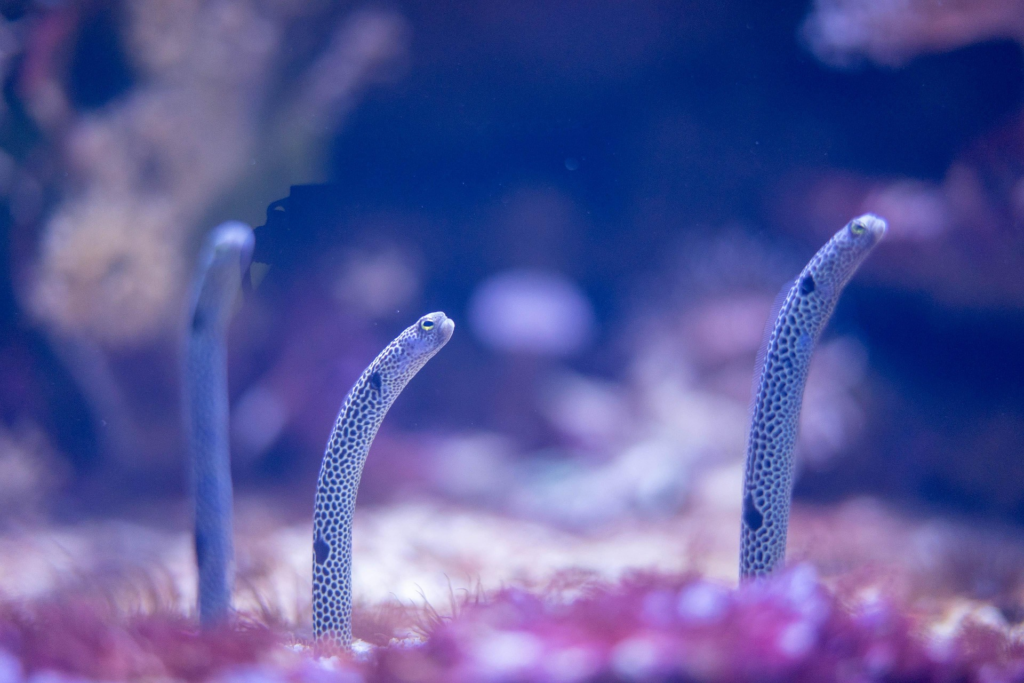 Zdjęcie prezentuje gatunek węgorza plamistego, zamieszkują piaszczyste dno oceanów, rurkowate ciało z ciemnymi plamkami.