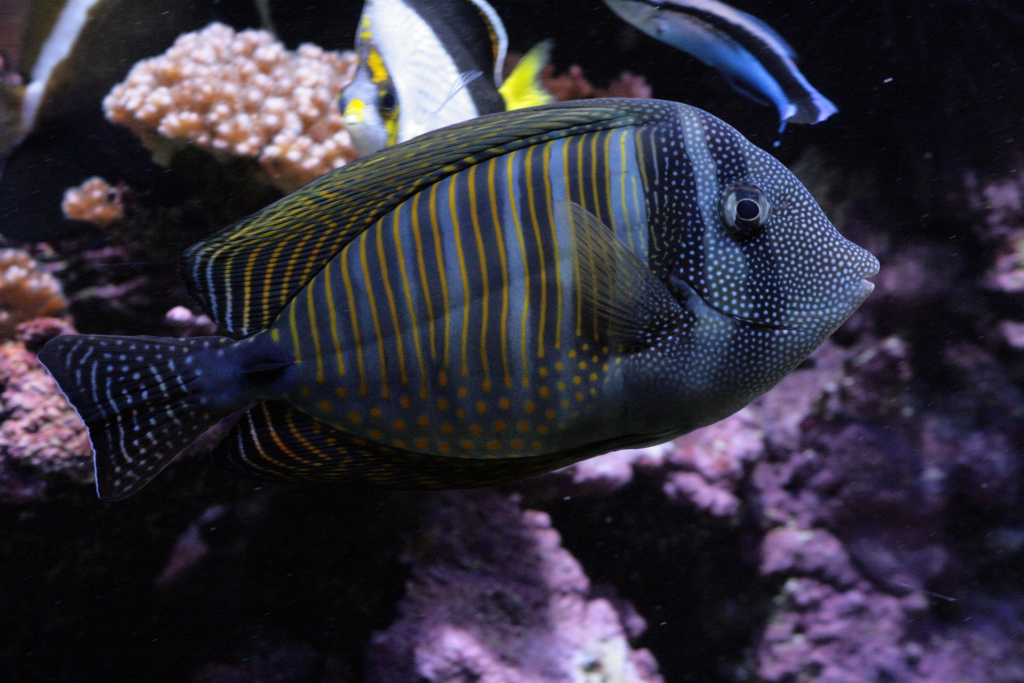 Gatunek Zebrasoma desjardinii, charakterystyczne pionowe pasy na ciele, jasne plamki na brzuchu.