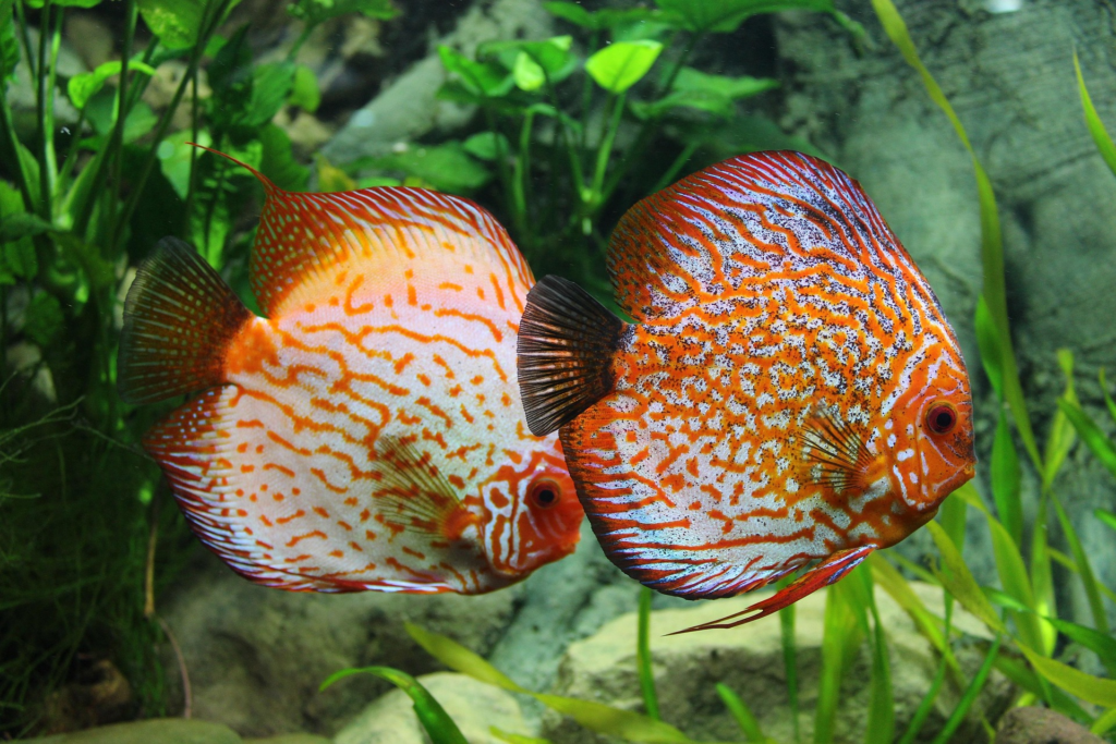 Zdjęcie przedstawia rybę zwaną dyskowcem, paletką (Symphysodon), mięsożerny gatunek ciepłolubny.
